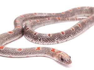 Lampropeltis leonis. Variable king Snake_ Hembra ♀_ "SNAKEROOM Serpentarium"