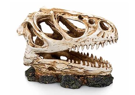 Cráneo dinosaurio 2