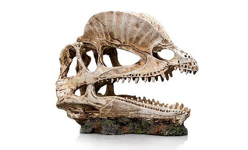 Cráneo dinosaurio 3