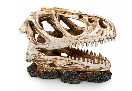 Cráneo dinosaurio 1