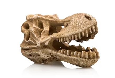 Cráneo dinosaurio 4