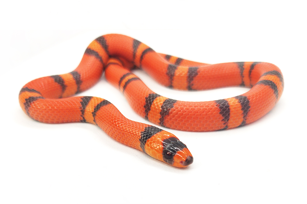 Lampropeltis Abnorma Lampropeltis T Hondurensis Snakeroom Serpentarium