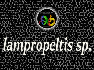Lampropeltis