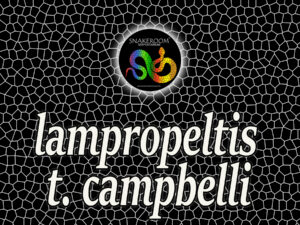 L. t. Campbelli