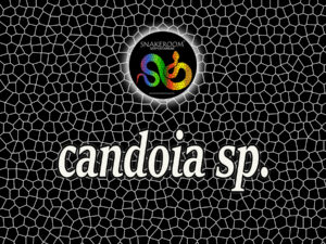 Candoia