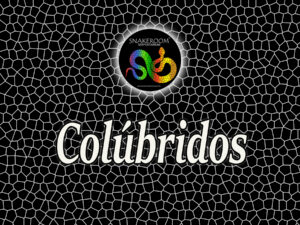 Colúbridos