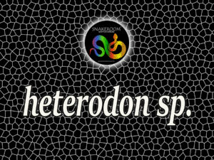 Heterodon