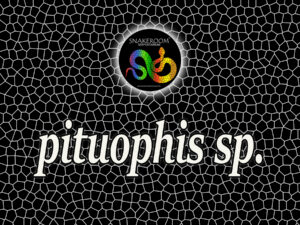 Pituophis