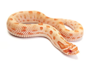 Albino conda 50% hetero de tofee_ SNAKEROOM Serpentarium