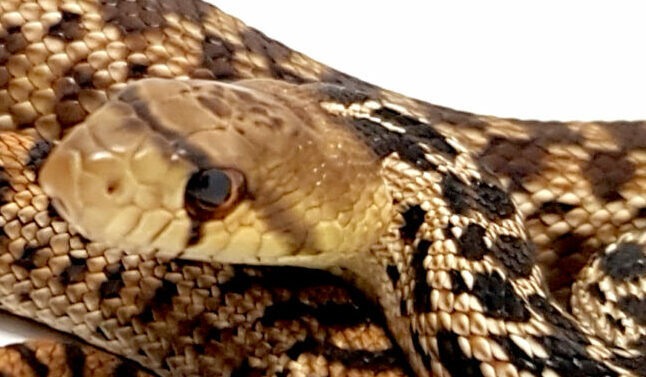 Pituophis catenifer annectens. San Diego Gophersnake. Nominal 100% het red albino Appelgate_ Macho ♂ _ "SNAKEROOM Serpentarium"