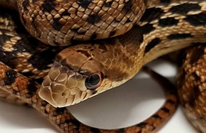 Pituophis catenifer annectens. San Diego Gophersnake. Nominal 100% het red albino Appelgate_ Hembra ♂ _ "SNAKEROOM Serpentarium"