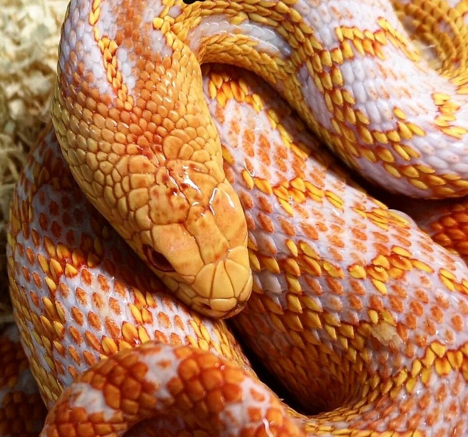 Pituophis catenifer annectens_ San Diego Gophersnake_"SNAKEROOM Serpentarium"