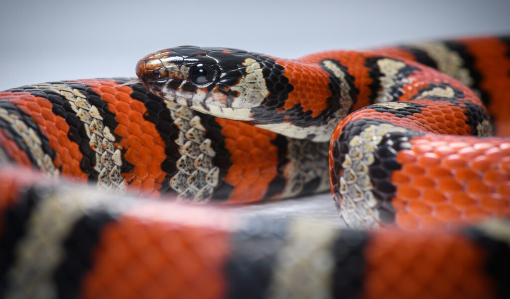 Lampropeltis leonis. Variable king Snake_ Hibrido alterna albino_ Macho ♂