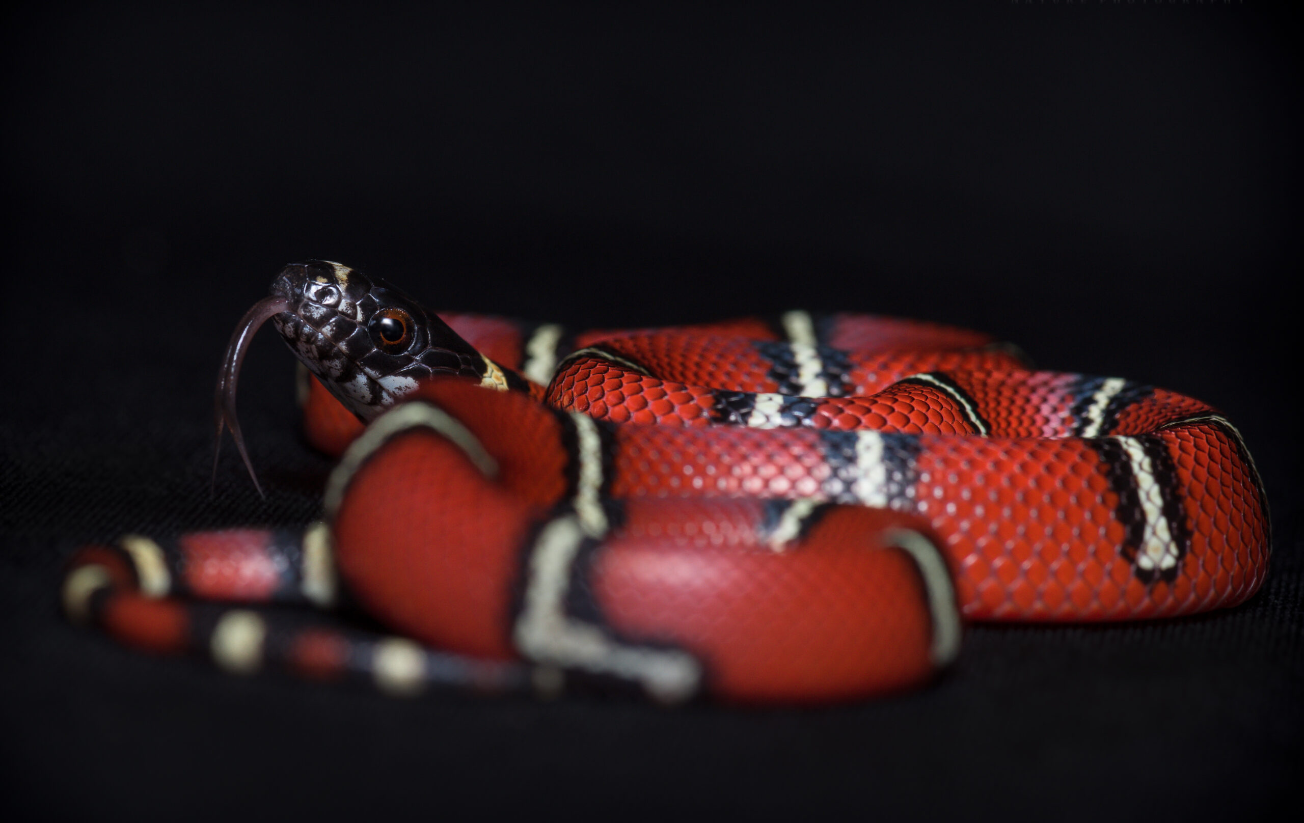 Lampropeltis Nelsoni . "SNAKEROOM Serpenterium"