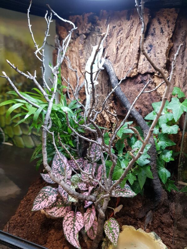TERRARIO TROPICAL PEQUEÑO_"SNAKEROOM Serpentarium"