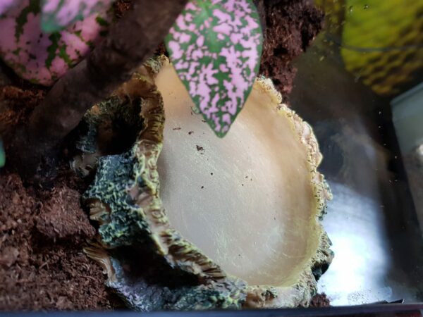 TERRARIO TROPICAL PEQUEÑO_"SNAKEROOM Serpentarium"