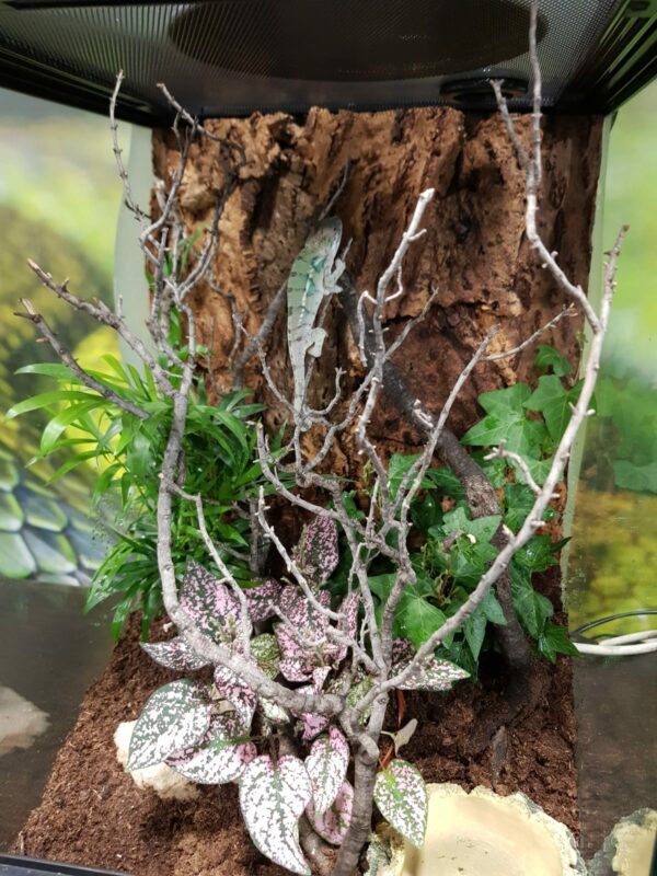 TERRARIO TROPICAL PEQUEÑO_"SNAKEROOM Serpentarium"