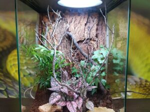 TERRARIO TROPICAL PEQUEÑO_"SNAKEROOM Serpentarium"