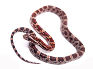Pantherophis guttatus okeetee. Serpiente del maiz. Multi het. "SNAKEROOM Serpentarium"