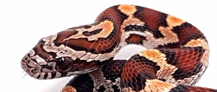 "SNAKEROOM serpentarium" Pantherophis guttatus okeetee. Serpiente del maiz. Multi het. "SNAKERROM Serpentarium"