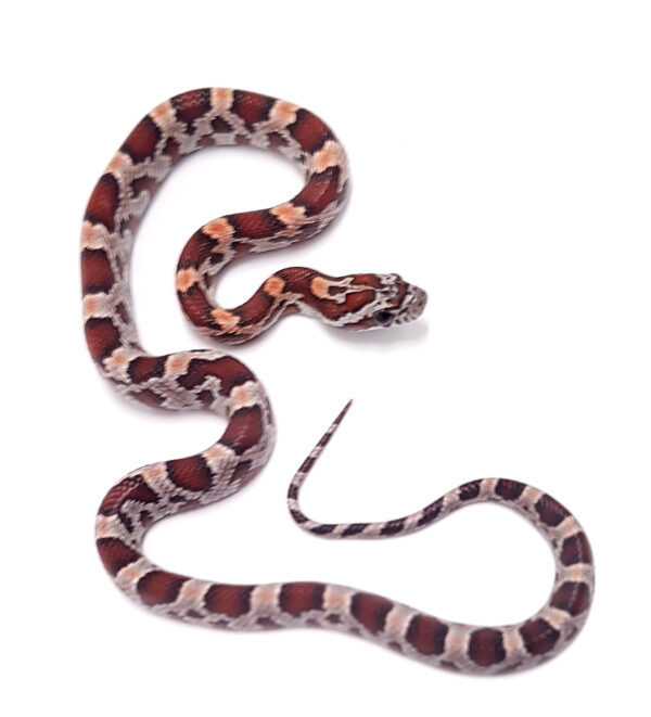 Pantherophis guttatus okeetee. Serpiente del maiz. Multi het. "SNAKEROOM Serpentarium"