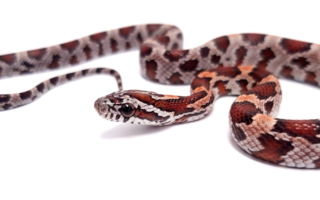 Pantherophis guttatus okeetee. Serpiente del maiz. Multi het. Hembra ♀ 2021/211