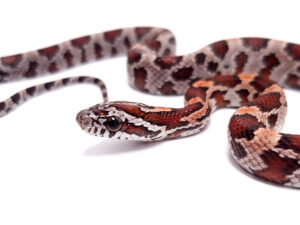 Pantherophis guttatus okeetee. Serpiente del maiz. Multi het. "SNAKEROOM Serpentarium"