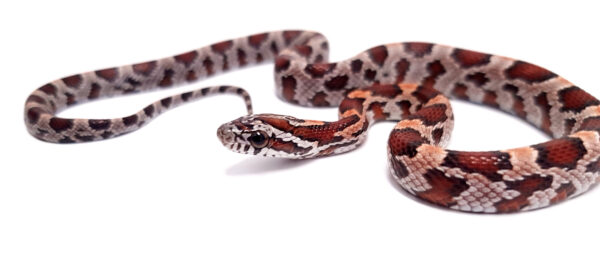 Pantherophis guttatus okeetee. Serpiente del maiz. Multi het. "SNAKEROOM Serpentarium"