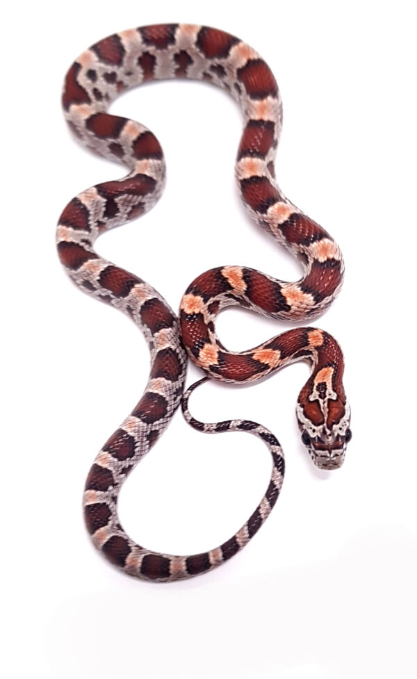 Pantherophis guttatus okeetee. Serpiente del maiz. Multi het. "SNAKEROOM Serpentarium"