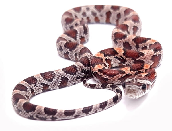 Pantherophis guttatus okeetee. Serpiente del maiz. Multi het. "SNAKEROOM Serpentarium"
