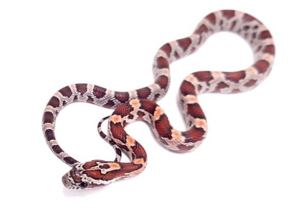 Pantherophis guttatus okeetee. Serpiente del maiz. Multi het. "SNAKEROOM Serpentarium"