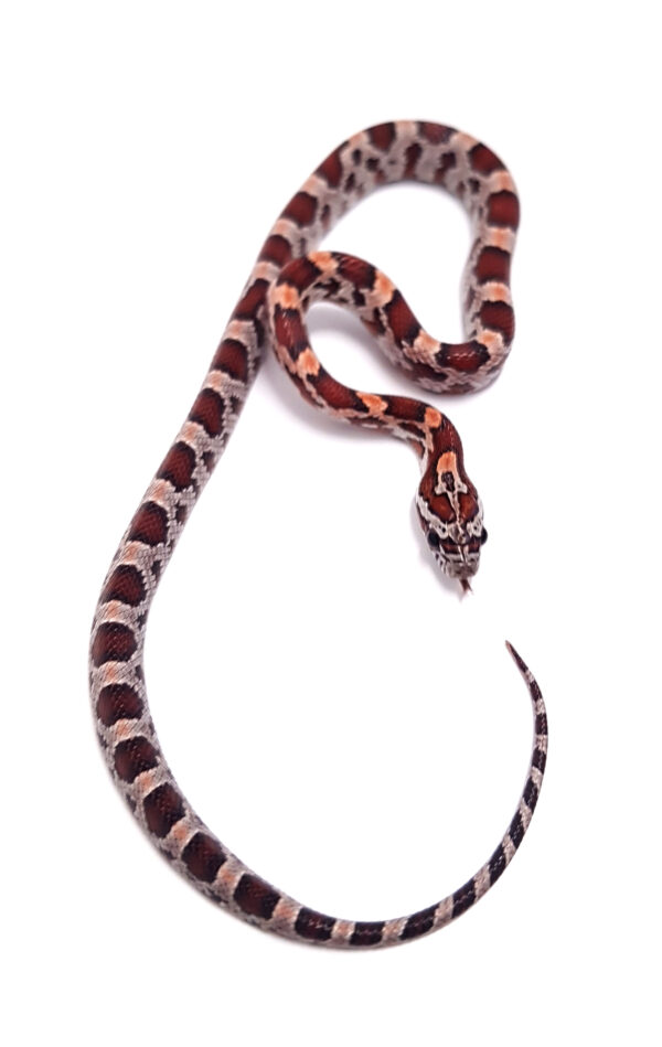 Pantherophis guttatus okeetee. Serpiente del maiz. Multi het. "SNAKEROOM Serpentarium"