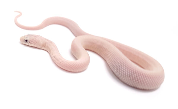 Pantherophis guttatus okeetee. Serpiente del maiz. Obsoleta levender . "SNAKEROOM Serpentarium"