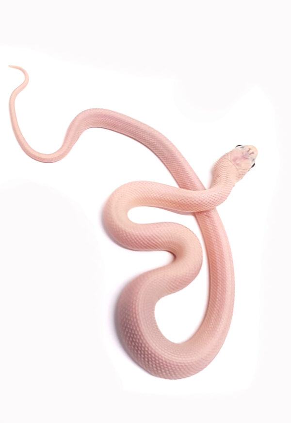 Pantherophis guttatus okeetee. Serpiente del maiz. Obsoleta levender . "SNAKEROOM Serpentarium"