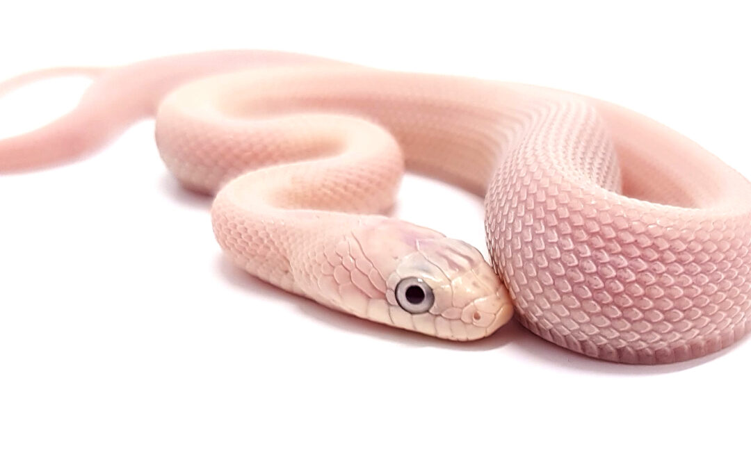 Pantherophis obsoletus lindheimeri leucistica «No bug eyes». Serpiente ratera de Texas. Hembra ♀