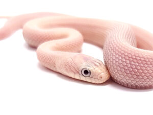 Pantherophis guttatus okeetee. Serpiente del maiz. Obsoleta levender . "SNAKEROOM Serpentarium"