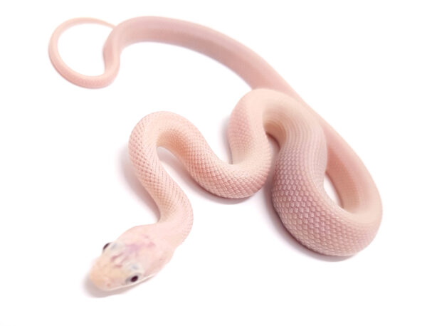 Pantherophis guttatus okeetee. Serpiente del maiz. Obsoleta levender . "SNAKEROOM Serpentarium"