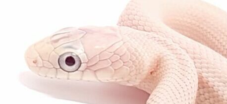 "SNAKEROOM serpentarium" Pantherophis guttatus okeetee. Serpiente del maíz. Cornsnake_"SNAKEROOM serpentarium"