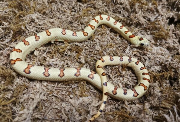 Lampropeltis leonis. Variable king Snake. Yellow phase - Hembra ♀ 055-2023