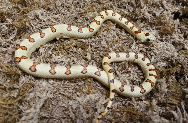 Lampropeltis leonis. Variable king Snake. Yellow phase - Hembra ♀ 055-2023