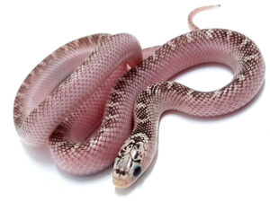 Lampropeltis getula brooksi. Serpiente rey de Florida. White side (WS) 66% het hypo Hembra ♀. "SNAKEROOM Serpentarium"