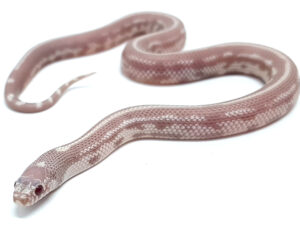 Lampropeltis californiae. Hypo lavender. Serpiente Rey de California. Hembra ♀_ "SNAKEROOM Serpentarium"