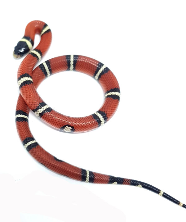 Lampropeltis t. nelsoni. Falsa coral de Nelson. Doble Hetero Applegate Albino. Hembra ♀_"SNAKEROOM Serpentarium"