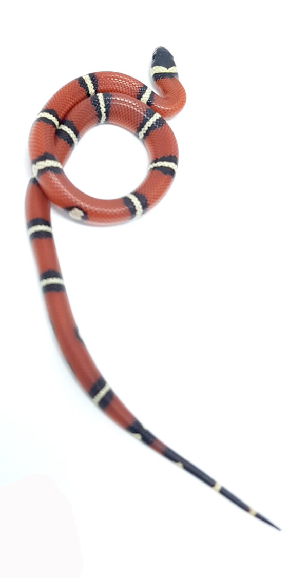 Lampropeltis t. nelsoni. Falsa coral de Nelson. Doble Hetero Applegate Albino. Hembra ♀_"SNAKEROOM Serpentarium"