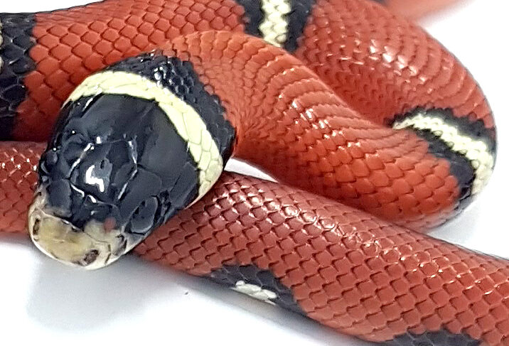 "SNAKEROOM Serpenterium" Lampropeltis t. nelsoni. Falsa coral de Nelson. Doble Hetero Applegate Albino. Hembra ♀_"SNAKEROOM Serpentarium"