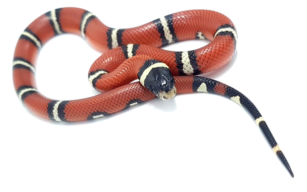 Lampropeltis t. nelsoni. Falsa coral de Nelson. Hetero Albino. Hembra ♀