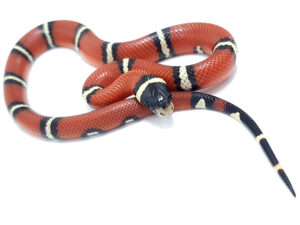 Lampropeltis t. nelsoni. Falsa coral de Nelson. Doble Hetero Applegate Albino. Hembra ♀_"SNAKEROOM Serpentarium"