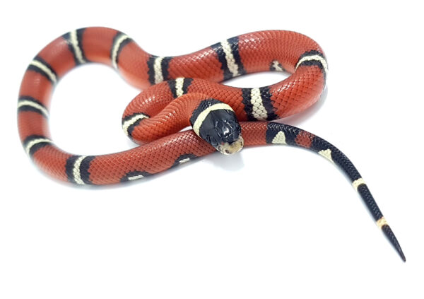 Lampropeltis t. nelsoni. Falsa coral de Nelson. Doble Hetero Applegate Albino. Hembra ♀_"SNAKEROOM Serpentarium"