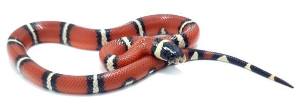 Lampropeltis t. nelsoni. Falsa coral de Nelson. Doble Hetero Applegate Albino. Hembra ♀_"SNAKEROOM Serpentarium"