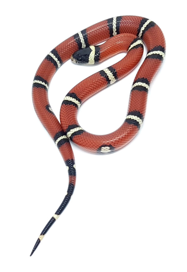 Lampropeltis t. nelsoni. Falsa coral de Nelson. Doble Hetero Applegate Albino. Hembra ♀_"SNAKEROOM Serpentarium"